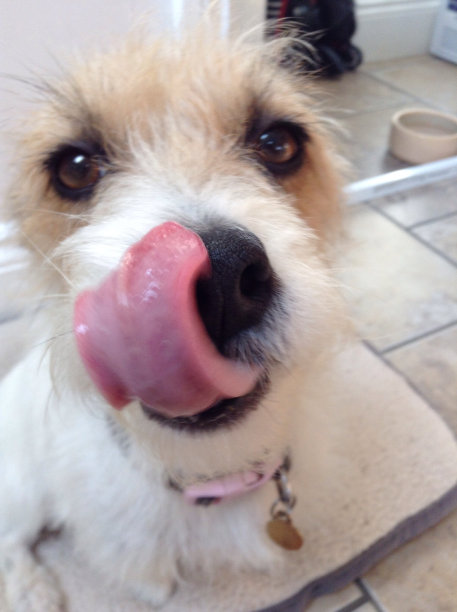 杰克罗素梗图片下载