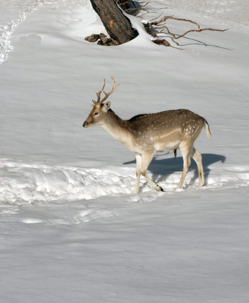 鹿图片下载