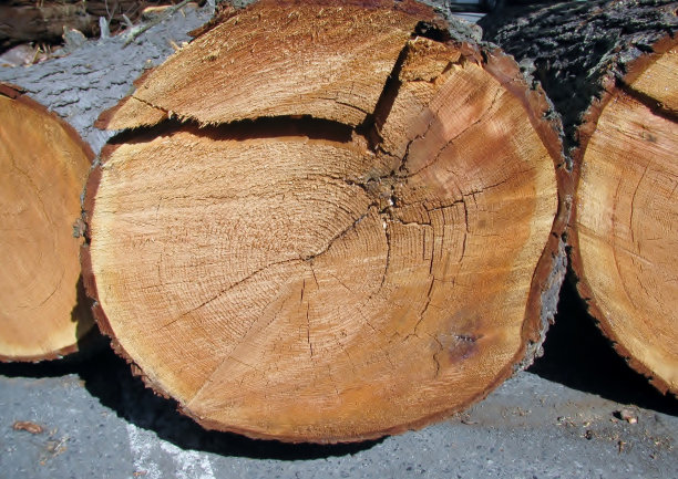 近截树干图片下载