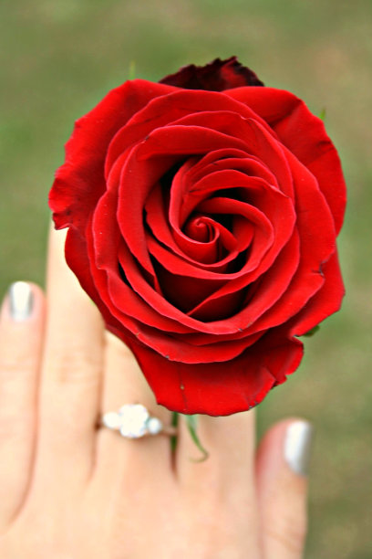 玫瑰是红色的图片下载