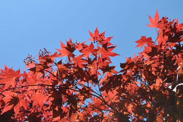 红色的枫叶图片下载