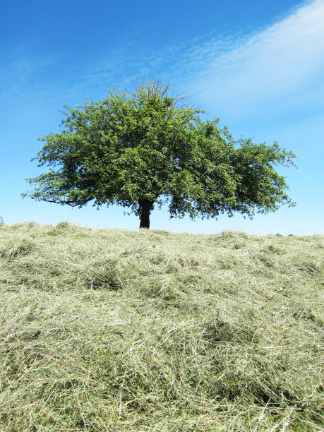 麦芒草坪上的一棵苹果树图片下载