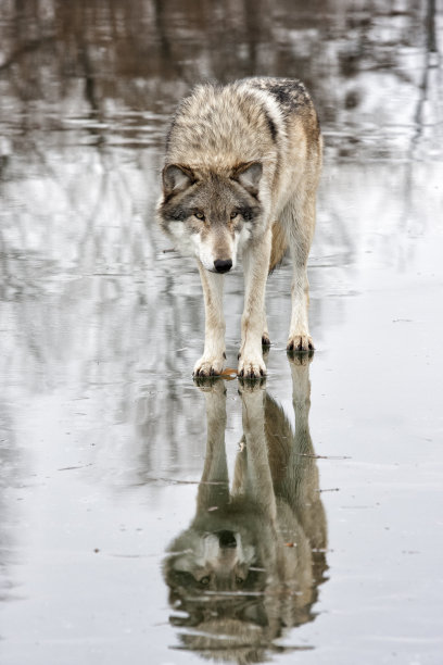 沉思的独狼图片下载