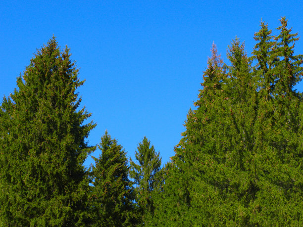 云杉森林图片下载