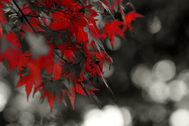 树枝上枫叶特写图片下载