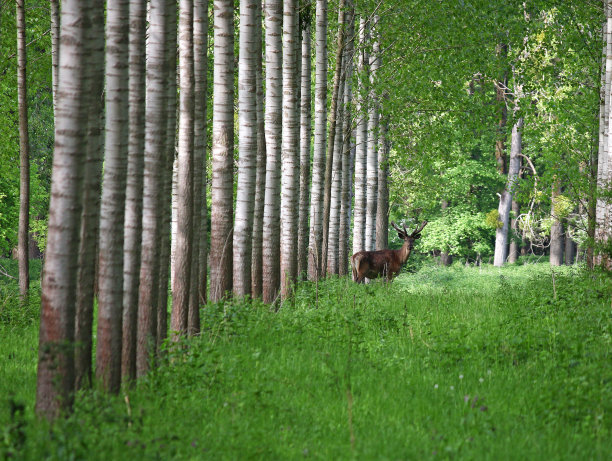 鹿是森林中的自然野生动物图片下载