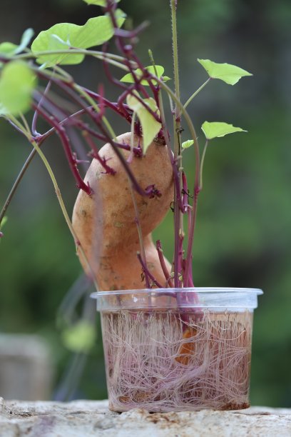 水中生长的甘薯图片下载