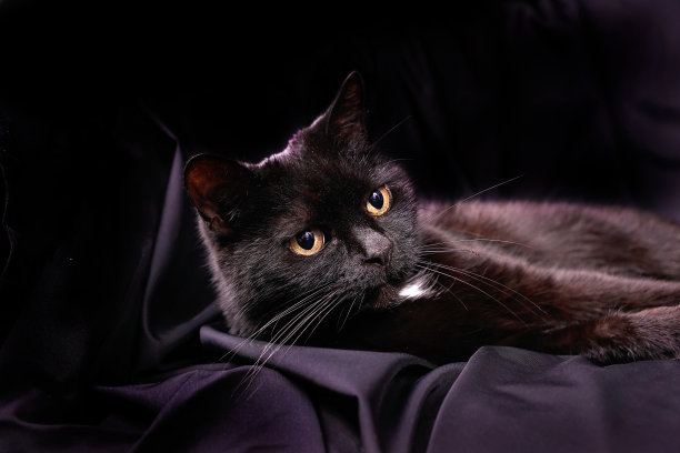 黑色的猫图片下载