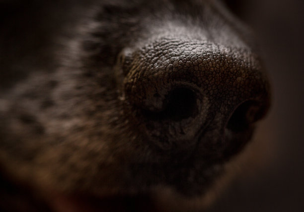 德国牧羊犬鼻子的特写图片下载