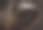 德国牧羊犬鼻子的特写图片下载