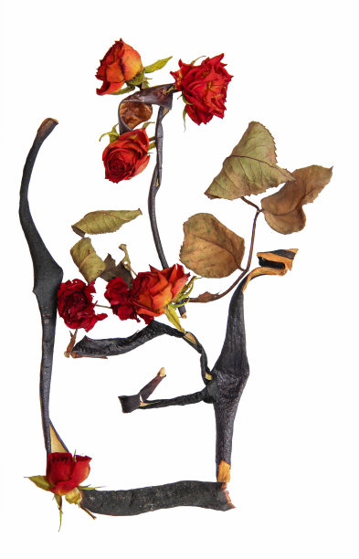 一瓶花，一束干玫瑰，茄子和白屈菜图片下载