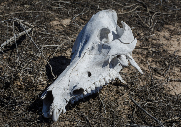沙漠中的骷髅图片下载