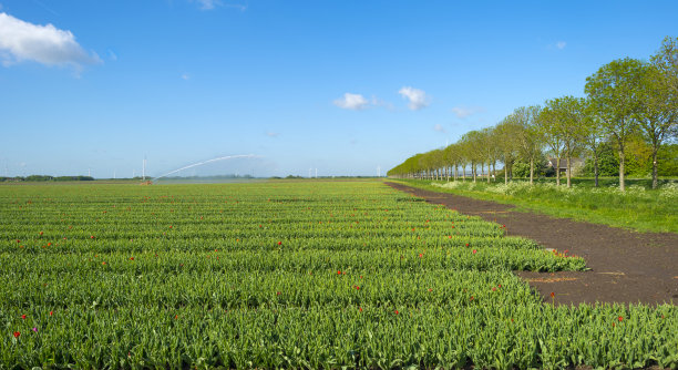 春天，水枪用郁金香灌溉田地图片下载