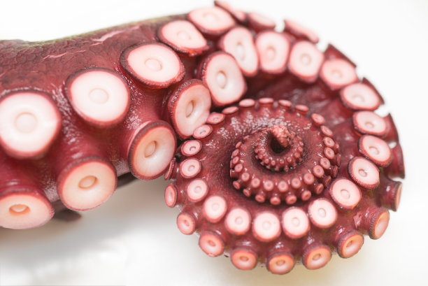 章鱼腿的特写素材图片