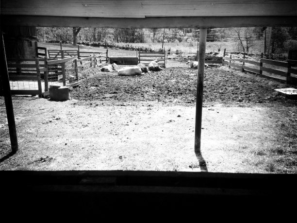 牛在阳光下放松图片下载