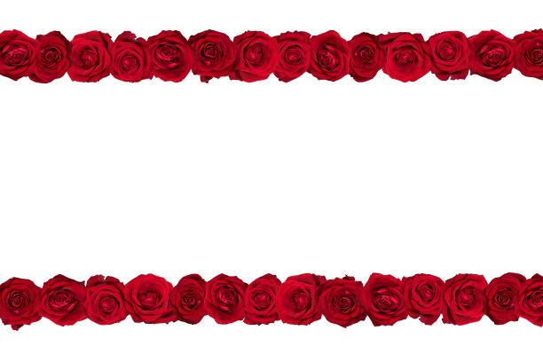 红玫瑰排成一行图片下载
