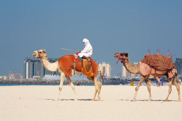 迪拜朱美拉海滩上的骆驼图片下载