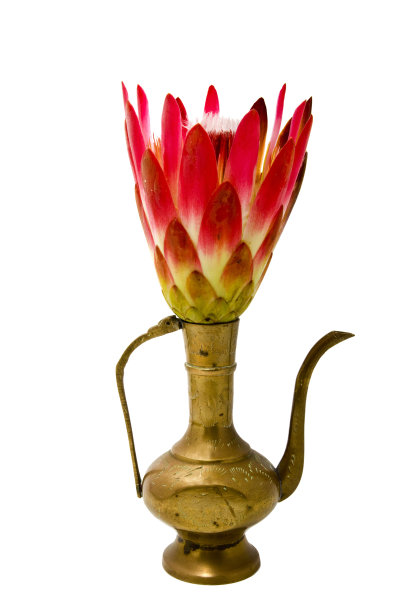 铜花瓶中的Protea花图片下载