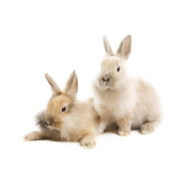 可爱的兔子图片素材ID：122024818