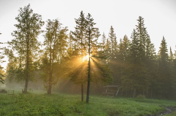 森林中的日出图片下载