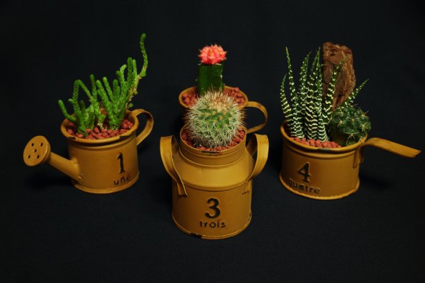 仙人掌图片下载