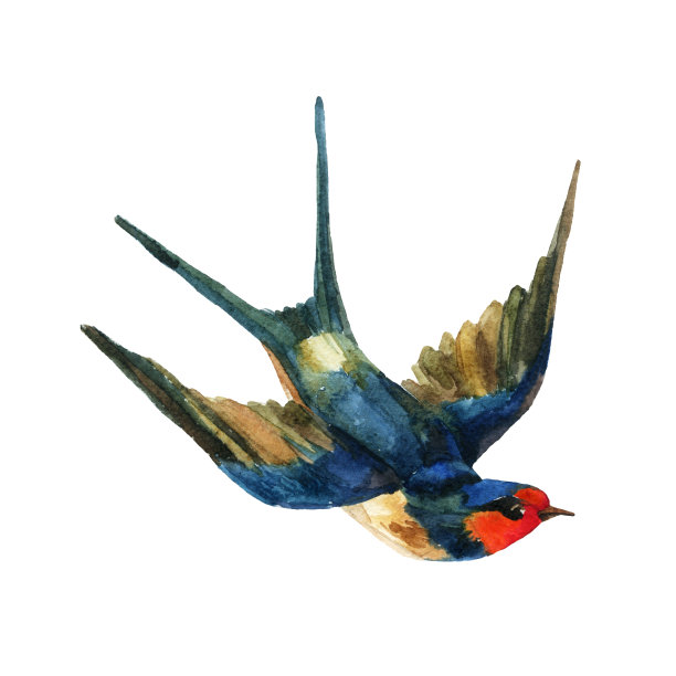 水彩燕子在白色的背景素材图片