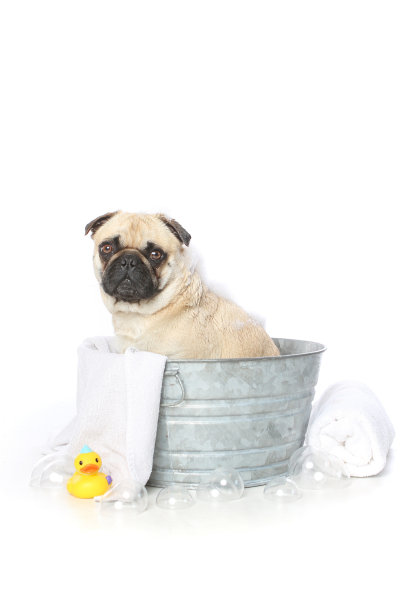 巴哥狗在洗澡图片下载