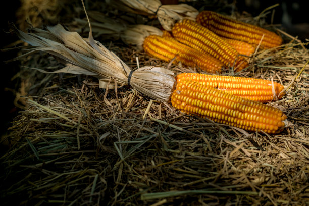 干燥稻草上的成熟玉米图片下载