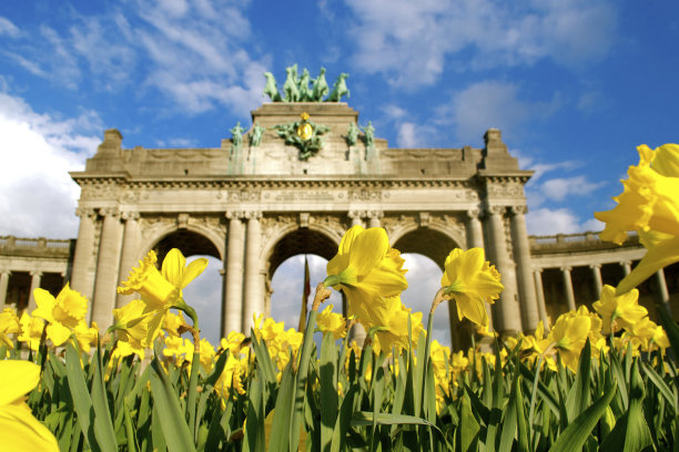 attrative黄色的花图片下载