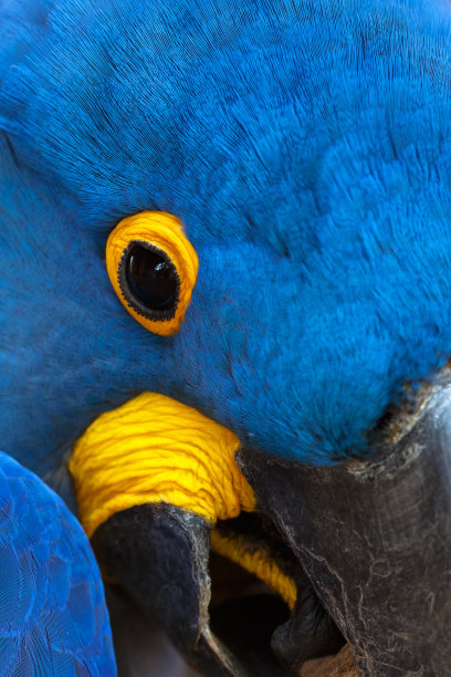 野生风信子金刚鹦鹉近距离图片下载