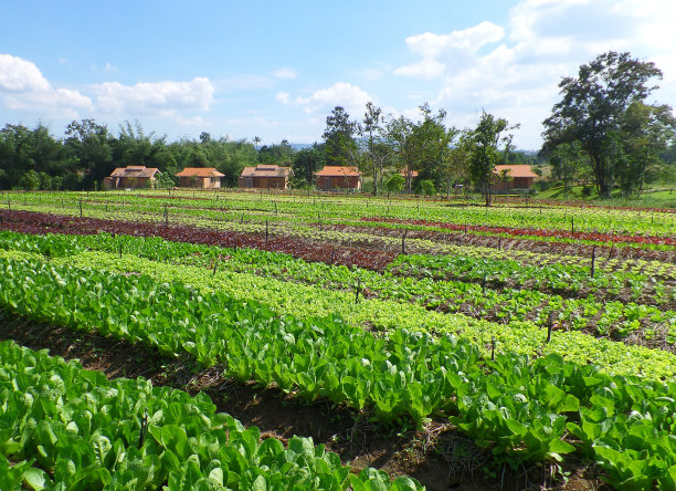 清晨阳光下的小农舍和菜场图片下载