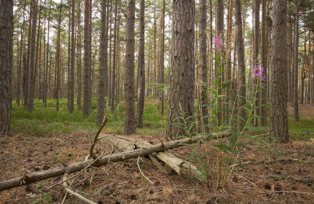 瑞典古老的原始松林图片下载