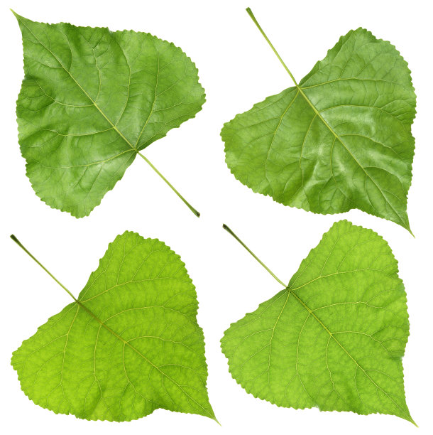 杨树的叶子图片下载