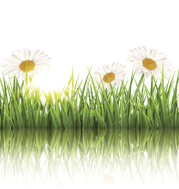 绿草如茵的草坪上有洋甘菊和白色的倒影。花图片下载