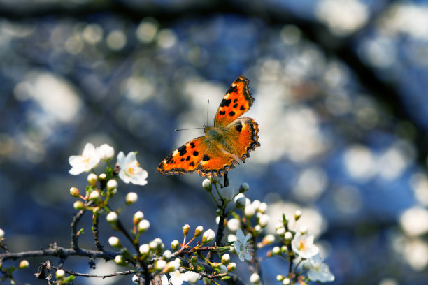 盛开的果实，蝴蝶图片下载