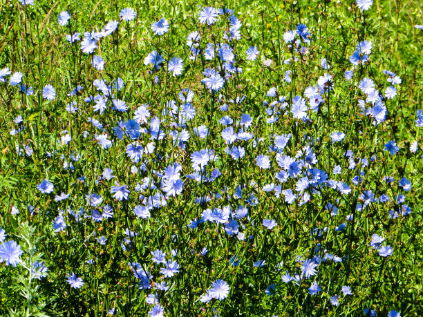 草地上常见的菊苣花(菊苣属图片下载