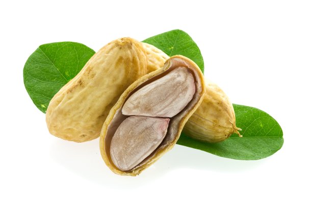 白底煮花生图片下载