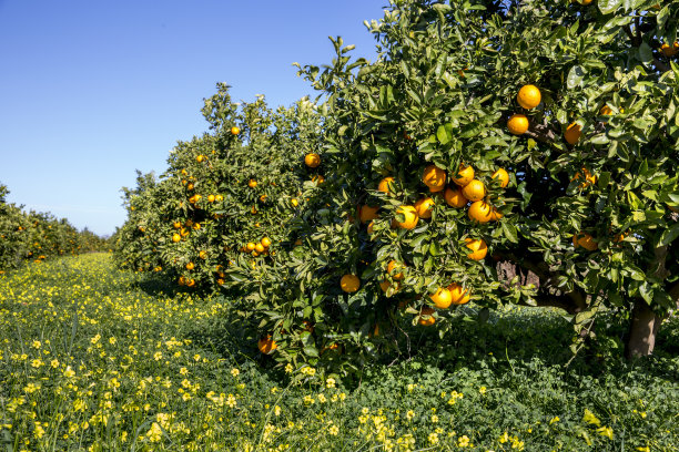 成熟的柑橘林图片下载