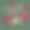妇女节文本字母和红色玫瑰在透明的背景图片下载