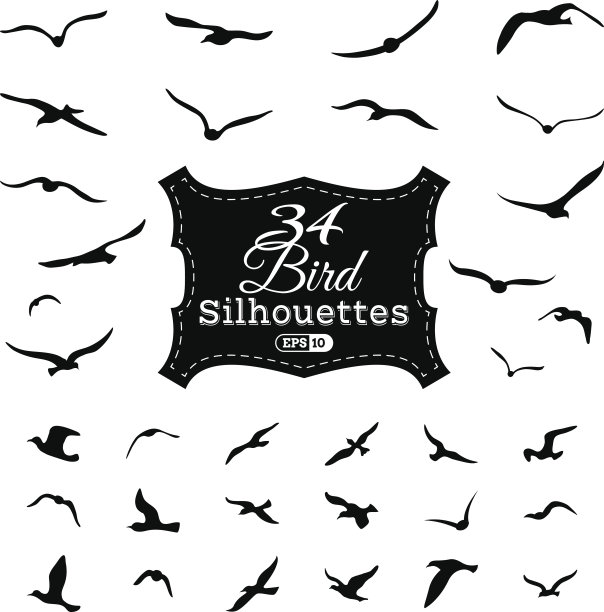 矢量集的鸟剪影。图片下载