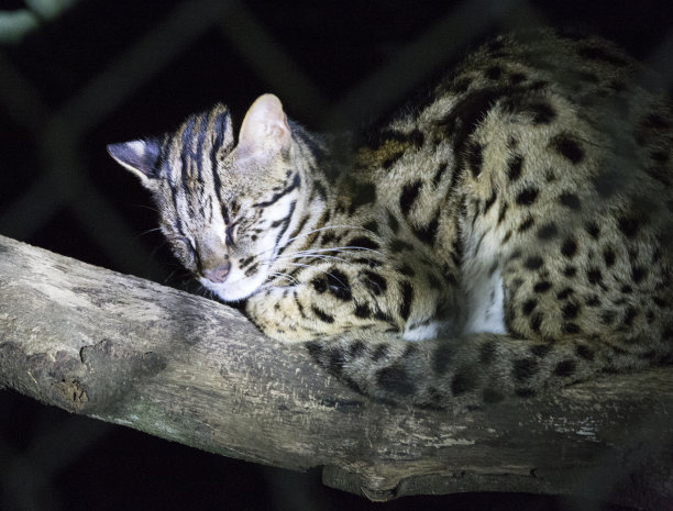 夜景中的豹子图片下载
