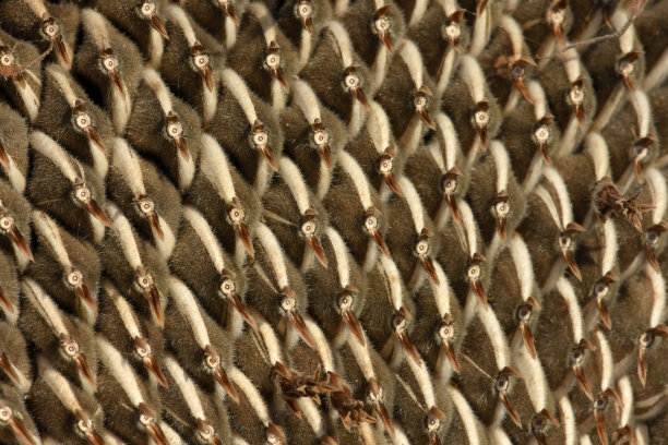 葵花籽特写图片下载