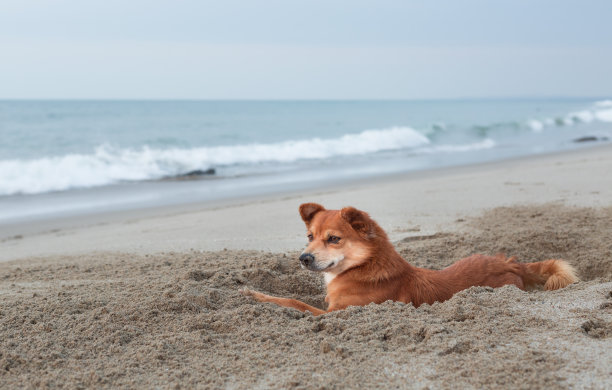 海滩上的狐狸狗图片下载