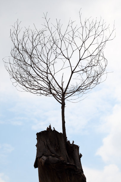 抽象的干燥植物剪影图片下载