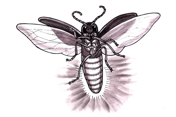 萤火虫(卡通)图片下载