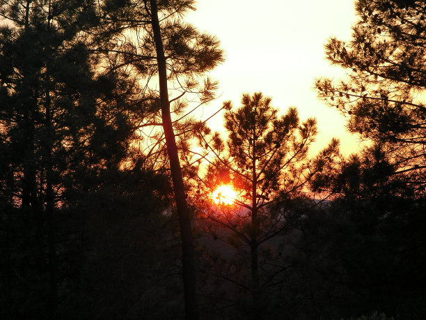 夕阳透过树图片下载