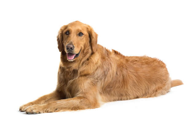 金毛寻回孤立在白色图片下载