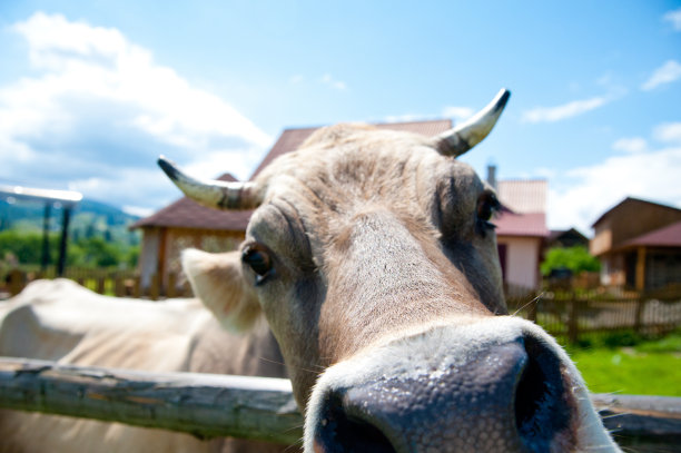 牛关闭图片下载