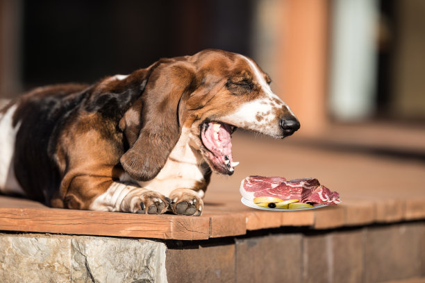 巴塞特猎犬。这只狗是一个悠闲的家庭朋友，喜欢哈蒙。图片下载