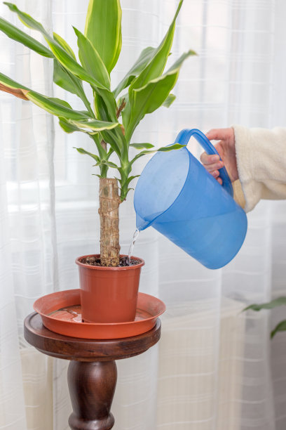 妇女在家用透明的花盆浇水图片下载